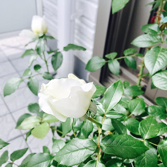 yakitoripieさんの実例写真