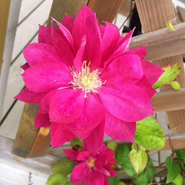 HappyRoseさんの実例写真