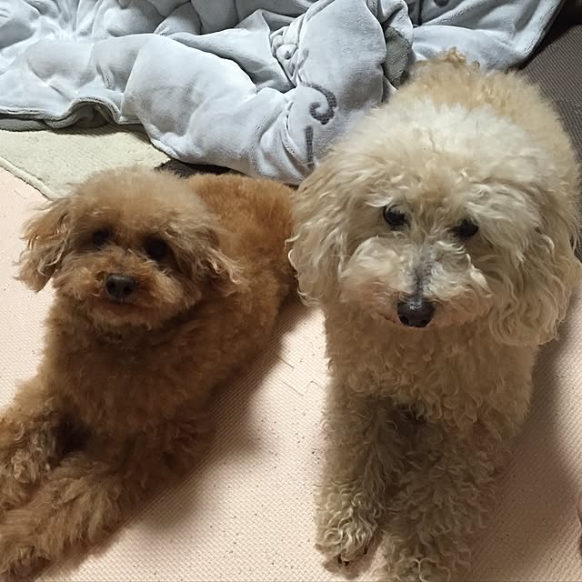 odekoさんの実例写真