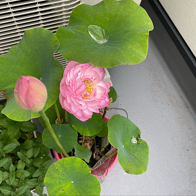 ayashigeさんの実例写真