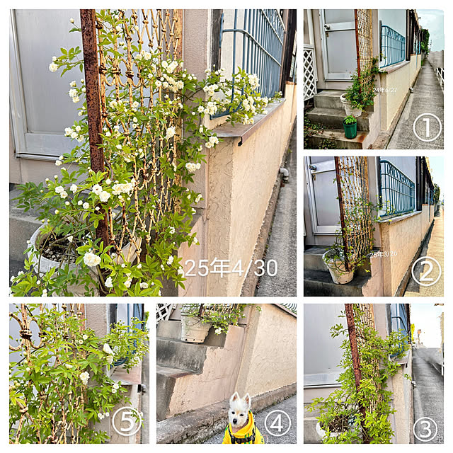 akaidarumaさんの実例写真