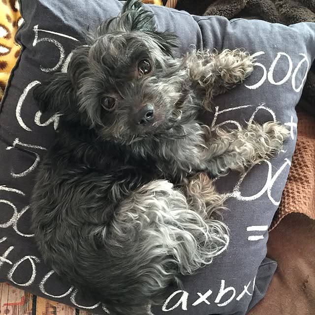 nonpiiiさんの実例写真