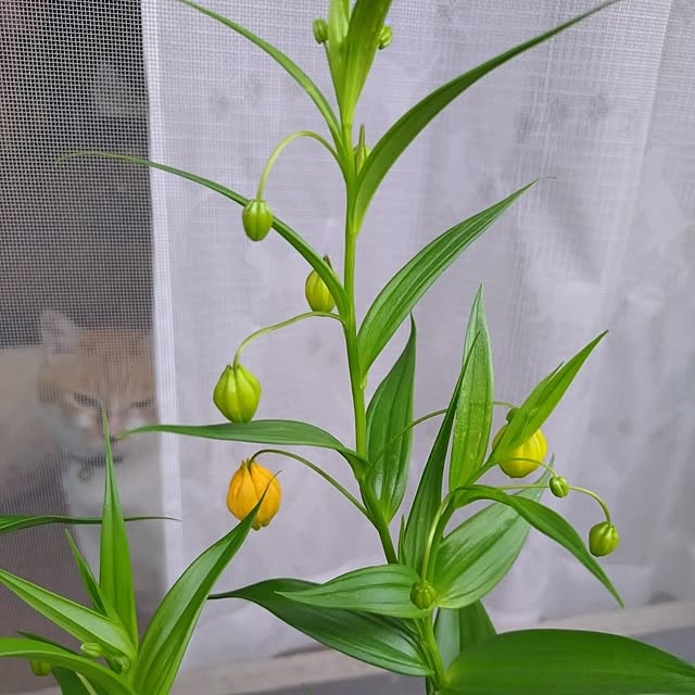NOAHさんの部屋