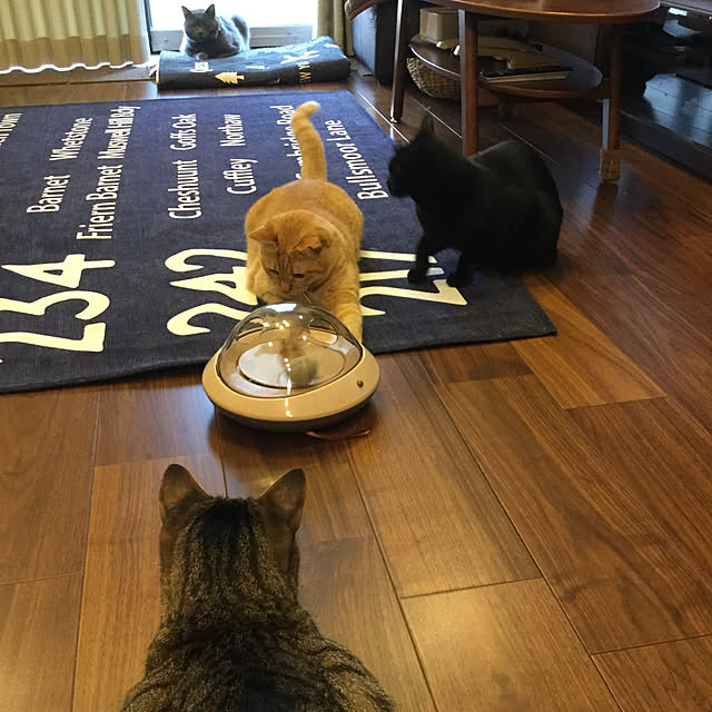 chikaさんの実例写真