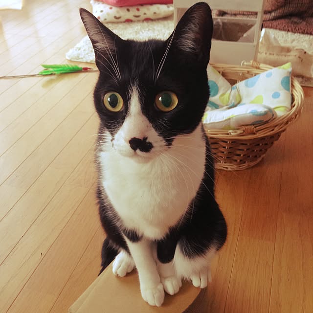 Kinanさんの実例写真