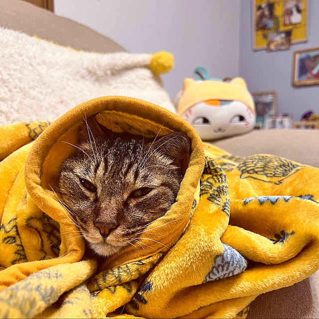 cat5さんの実例写真
