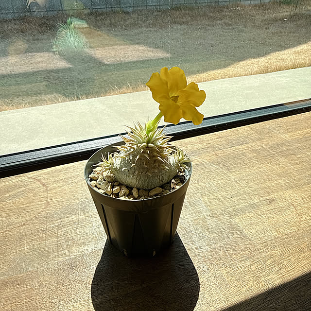 itonokoさんの実例写真