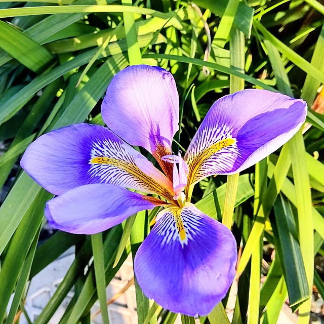 NSDさんの実例写真