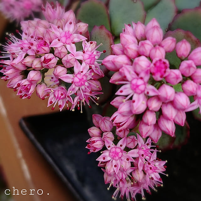 chero.さんの実例写真