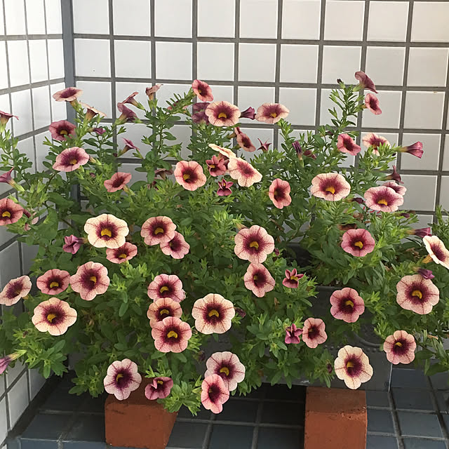 Tomokoさんの実例写真