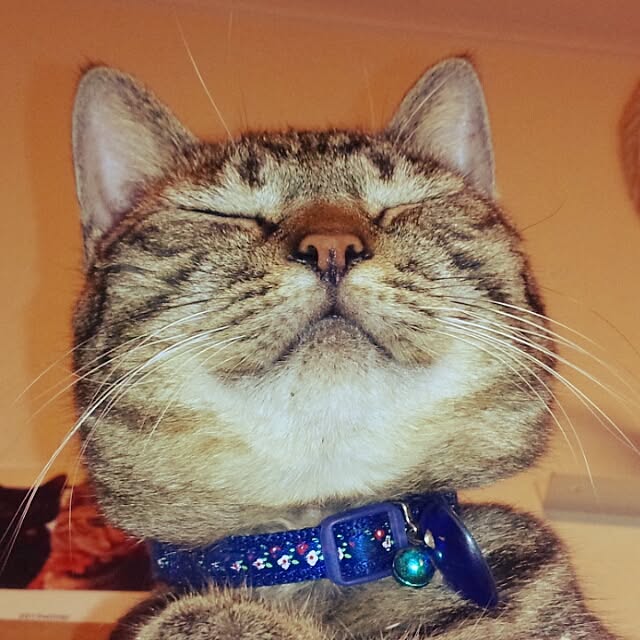 maoshinさんの実例写真