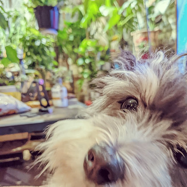 GINさんの実例写真