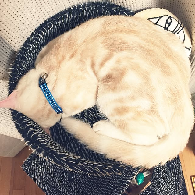 hiyupan88さんの実例写真