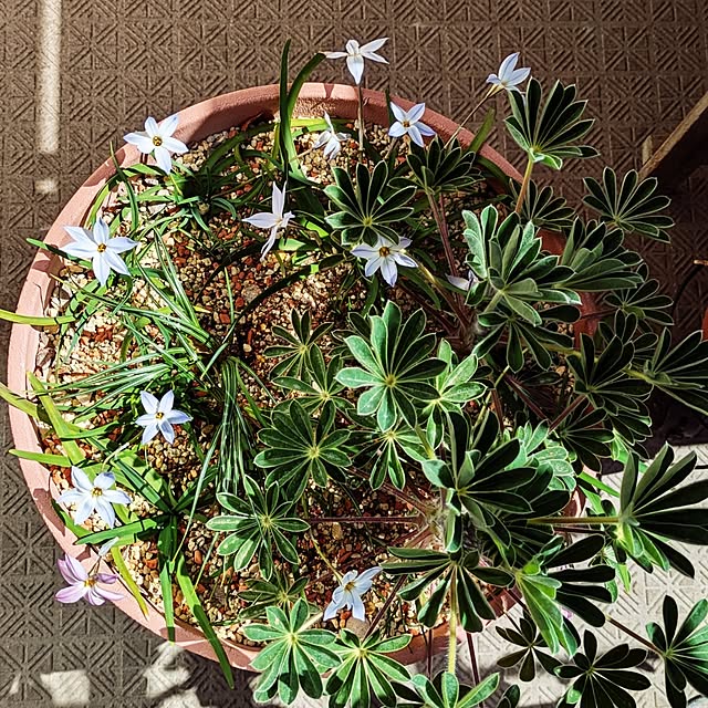 mi-saさんの部屋