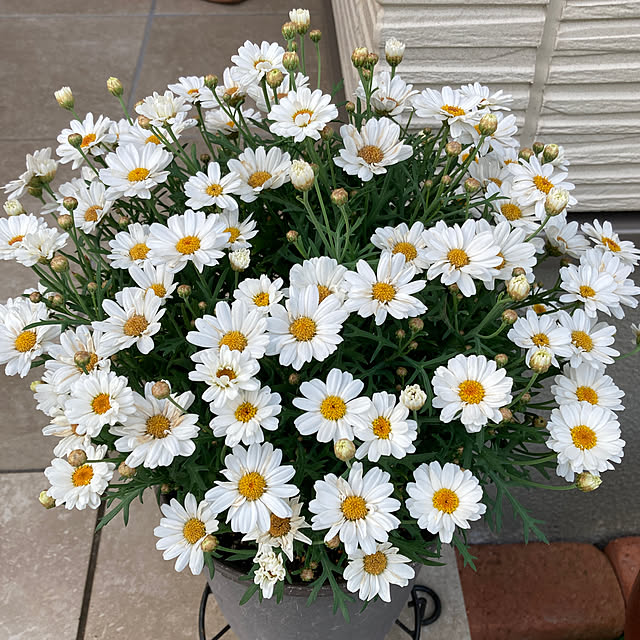 himawariさんの実例写真