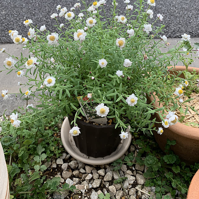 eshinobumさんの実例写真