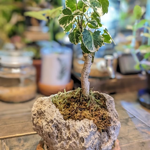 GINさんの部屋