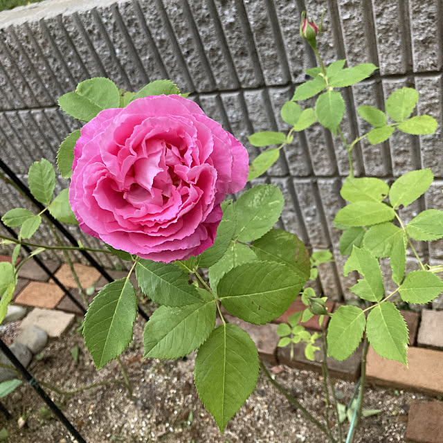 r_rさんの実例写真