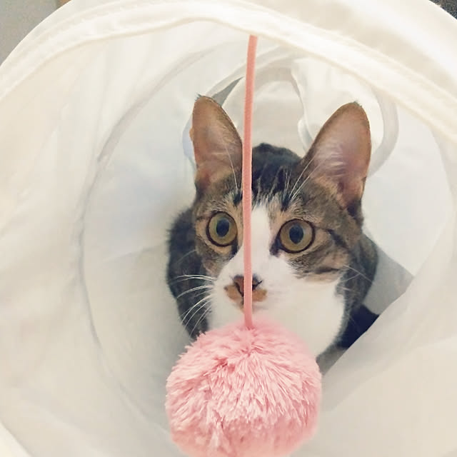 hanacocoさんの実例写真