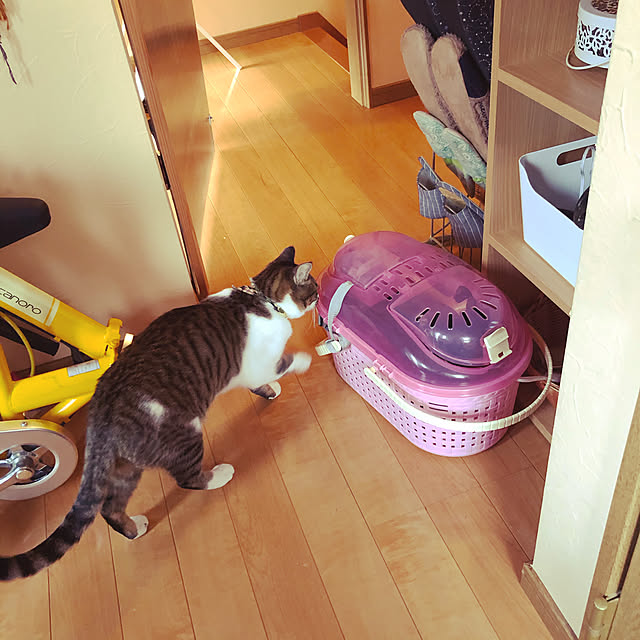 jijiさんの実例写真