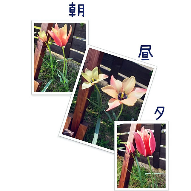 hajiroさんの実例写真