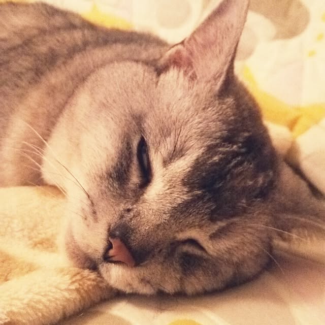 tamacharouさんの実例写真