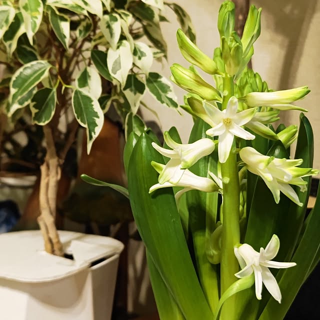 机/令和７年１月２３日/いつも、ありがとうございます(^ー^)/気持ちの安らぐ部屋つくり/宿根草が好き...などのインテリア実例 - 2025-01-23 19:06:59