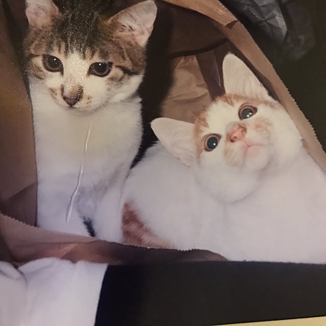 mi-mi-373さんの実例写真