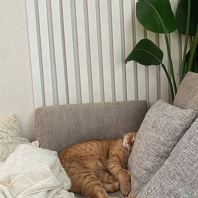 mii_home_39さんの実例写真