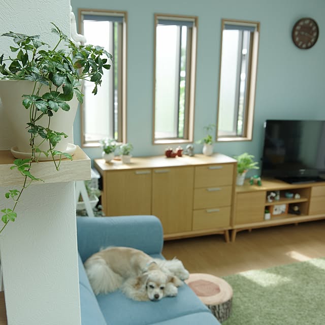Shooowkoさんの実例写真
