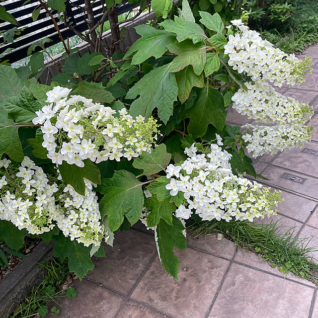 kuikoさんの部屋