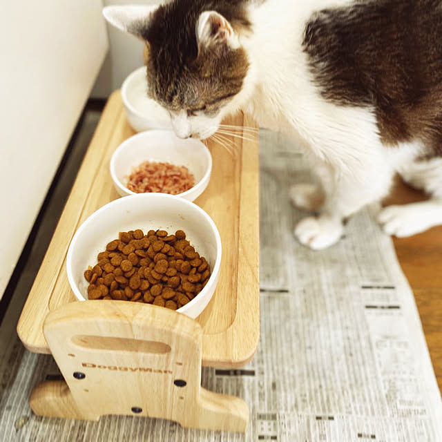 ペットインテリア/ドギーマン/猫のご飯台/ダイソー/キッチン...などのインテリア実例 - 2021-10-02 23:09:41