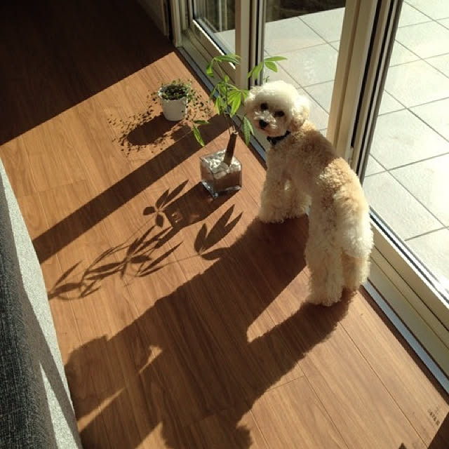 kumaさんの実例写真