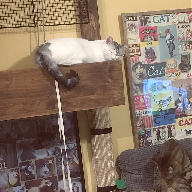 Miechamさんの実例写真
