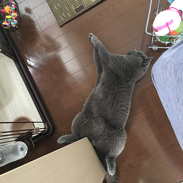 kittyさんの実例写真