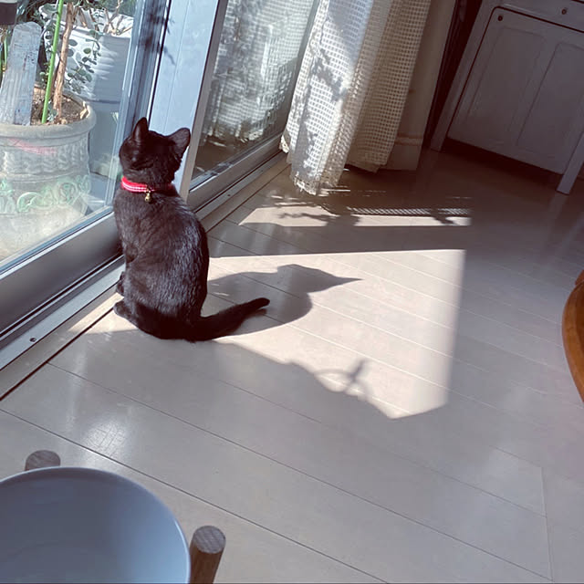 nekomiさんの実例写真