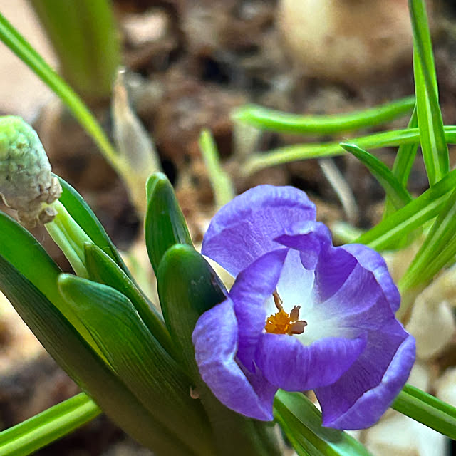hatsugaさんの実例写真