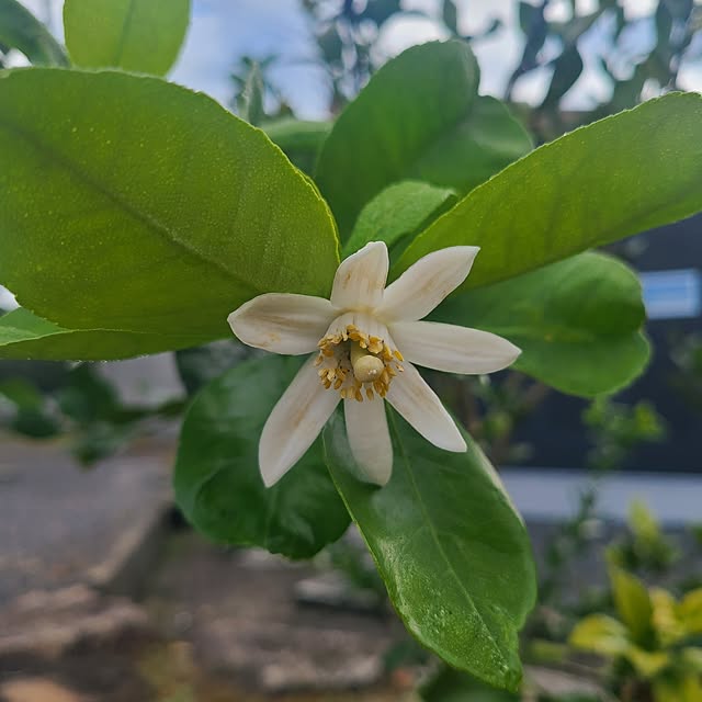 Rubiconさんの部屋