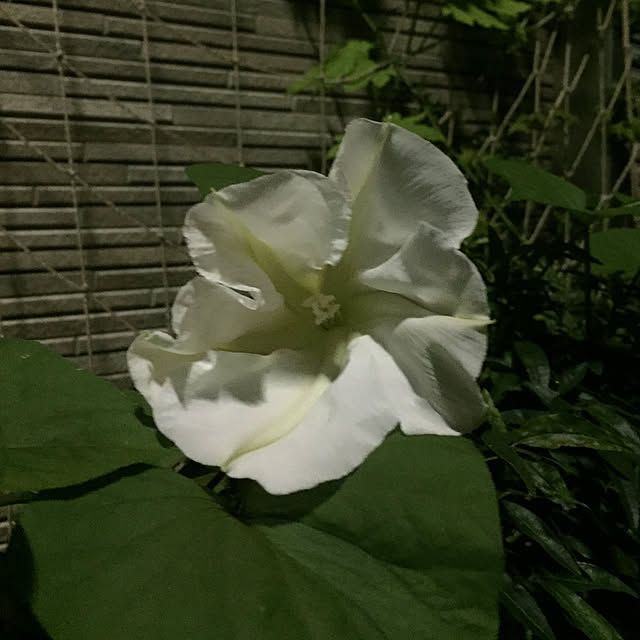 fu-mufumuさんの実例写真
