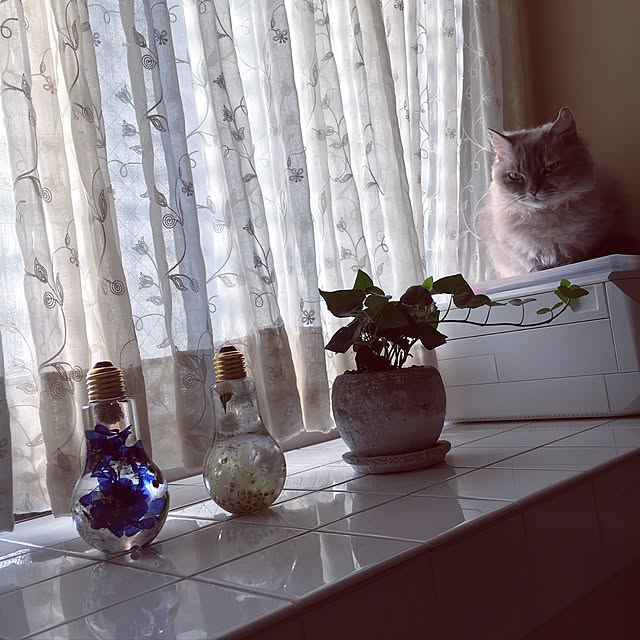 sakuracoさんの実例写真