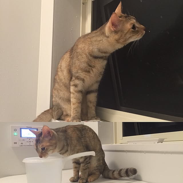 umetarouさんの実例写真