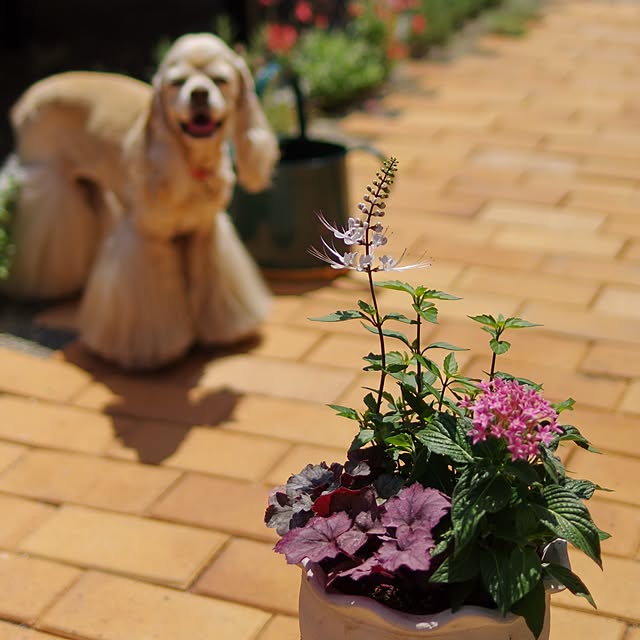 Shooowkoさんの実例写真