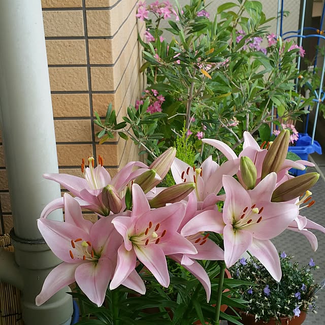 KEIKOさんの実例写真