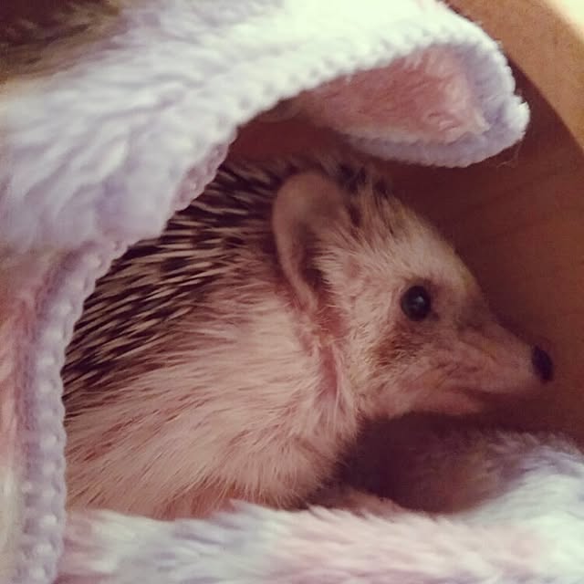 kuruさんの実例写真