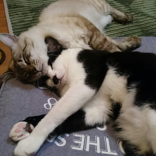 kazaneさんの実例写真