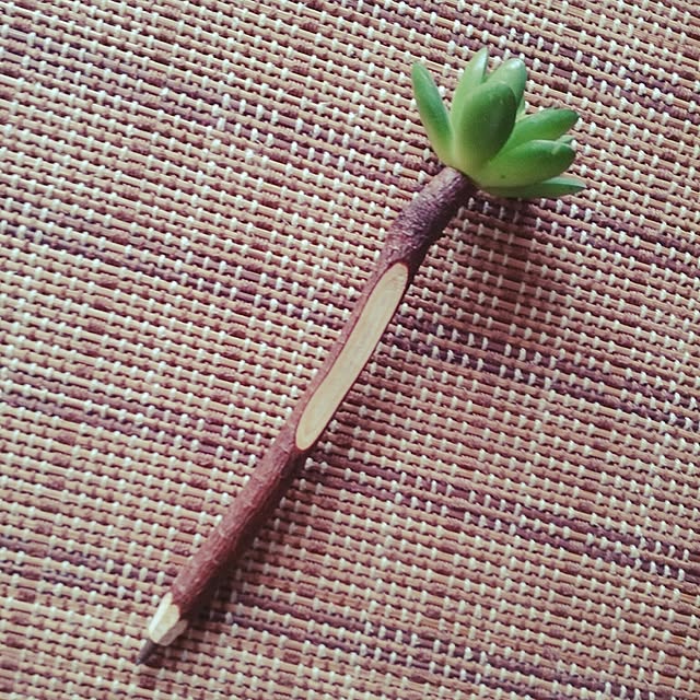 cactus0610さんの実例写真