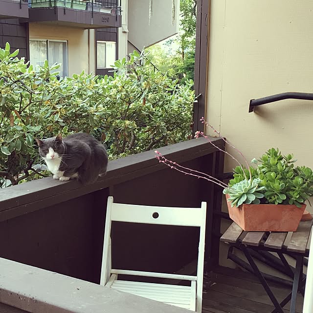 玄関/入り口/たにく盛り合わせ★/多肉植物/お花がさいたよ♡/メキシカンスノーボール...などのインテリア実例 - 2017-05-05 03:40:36