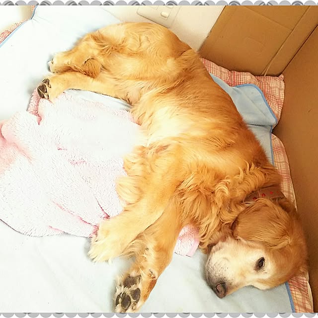 shelly-1227さんの実例写真
