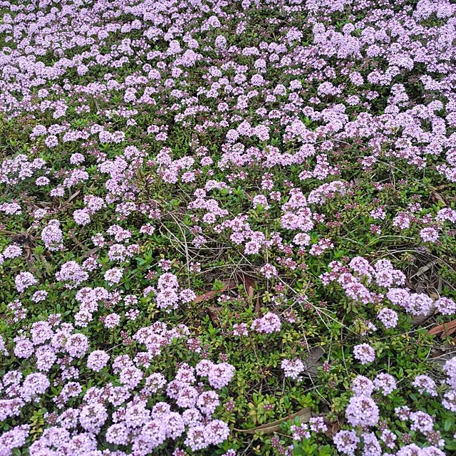 salacocoさんの部屋