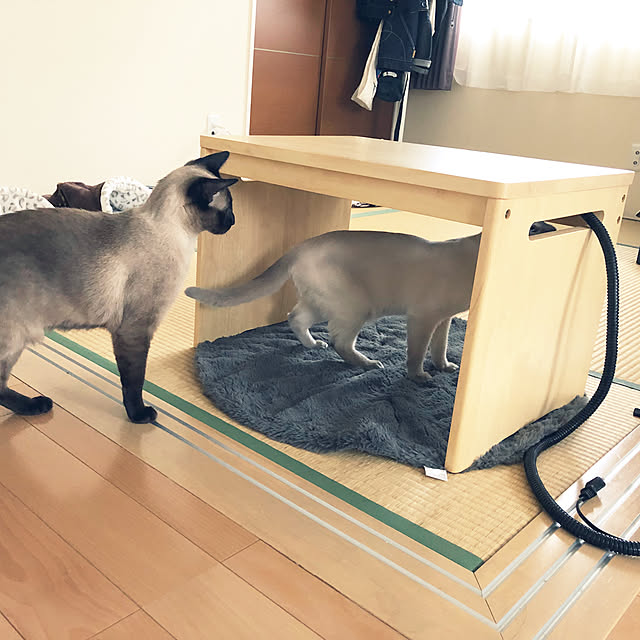 monkeymajimajikさんの実例写真